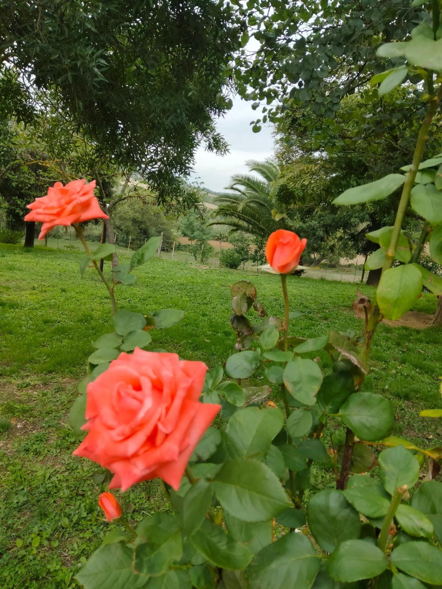 Agriturismo Da Remo Magliano in Toscana Bagian luar foto