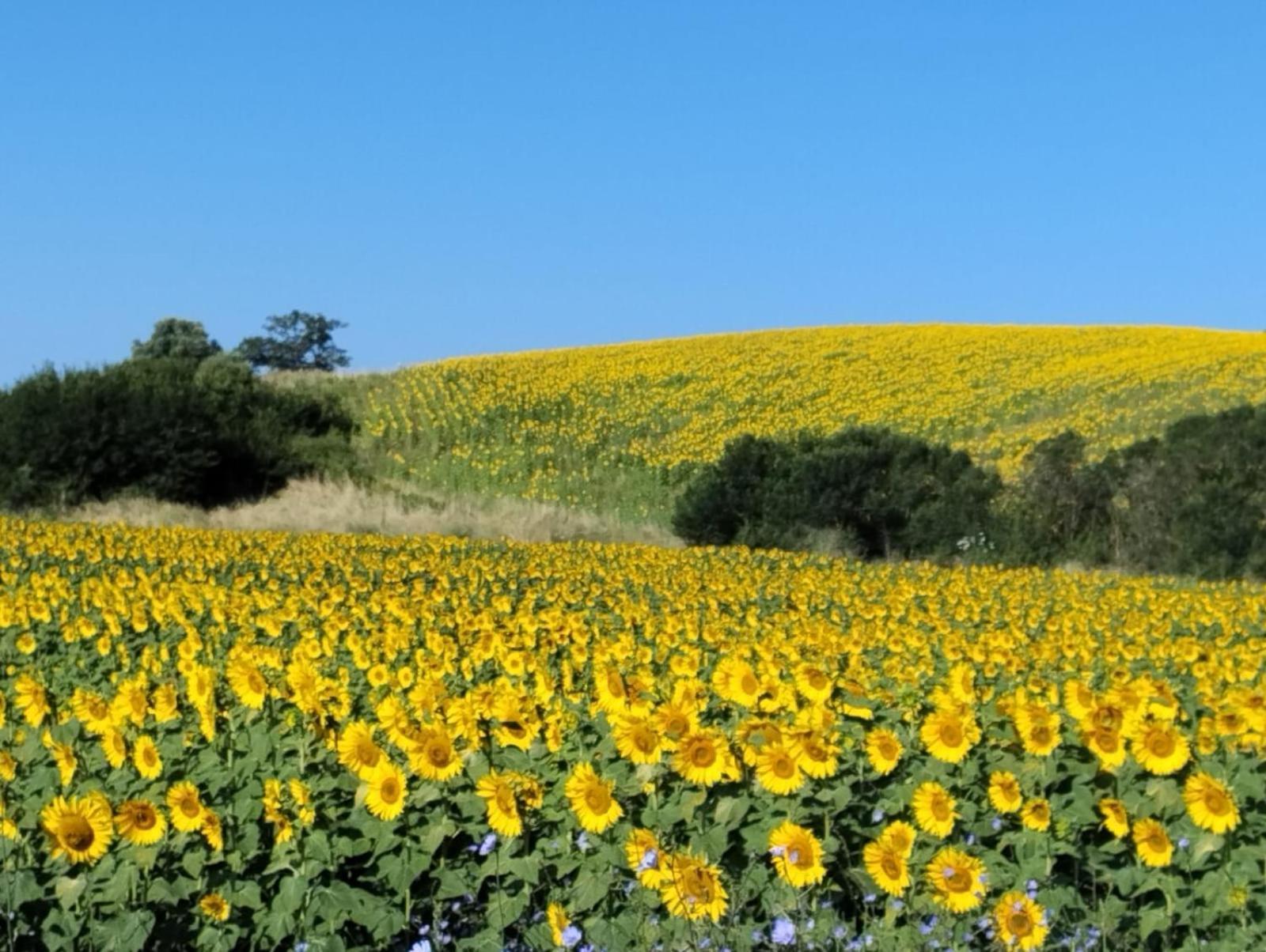Agriturismo Da Remo Magliano in Toscana Bagian luar foto